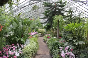 Allan Gardens Conservatory Interior Greenhouse Path Wallpaper
