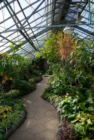 Allan Gardens Conservatory Interior Pathway Wallpaper