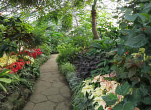 Allan Gardens Conservatory Pathway Wallpaper