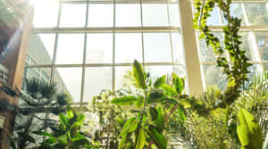 Allan Gardens Conservatory Sunlit Greenhouse Wallpaper