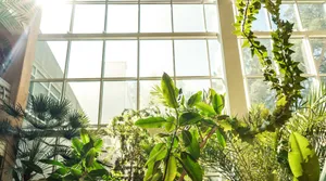 Allan Gardens Conservatory Sunlit Greenhouse Wallpaper