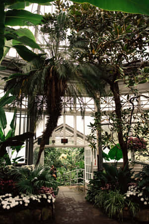 Allan Gardens Conservatory Tropical Flora Wallpaper