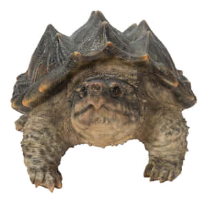 Alligator Snapping Turtle Portrait Wallpaper