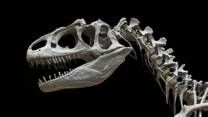 Allosaurus Skull And Neck Wallpaper