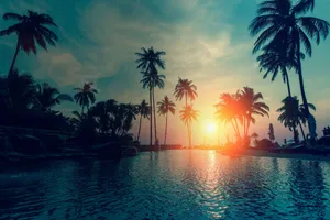 Alluring Beach Palm Trees Wallpaper