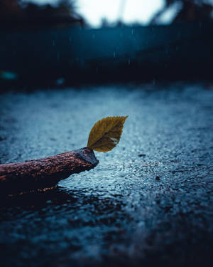 Alone In The Rain Wallpaper