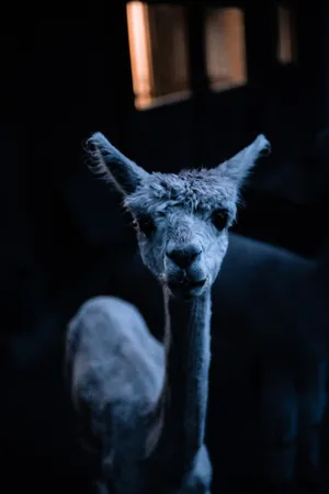 Alpaca Dim Light Wallpaper