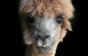 Alpaca On A Black Background Wallpaper
