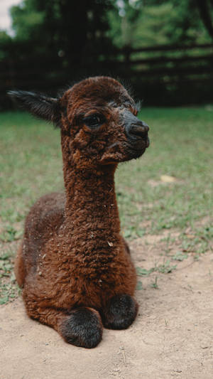 Alpaca On Grass Field Wallpaper