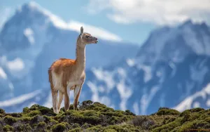 Alpaca On The Mountain Wallpaper