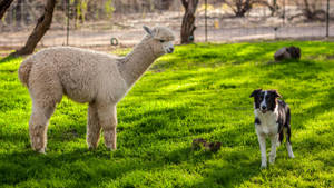 Alpaca With Dog Wallpaper