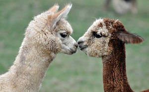 Alpacas Nose Bump Wallpaper