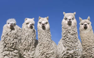 Alpacas Under The Sky Wallpaper