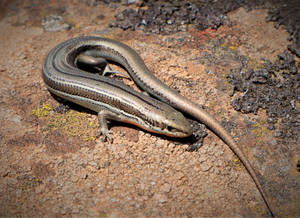 Alpine Brown Ground Skink Reptile Wallpaper