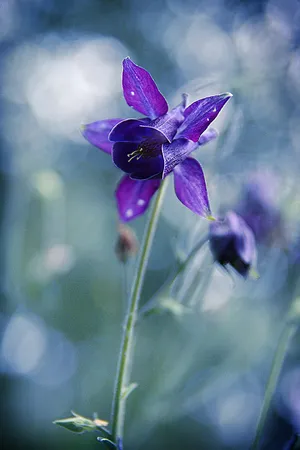 Alpine Columbine Flower Android Wallpaper