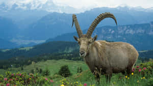 Alpine_ Ibex_in_ Mountain_ Meadow.jpg Wallpaper