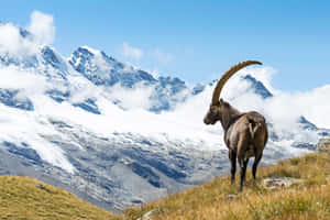 Alpine Ibex Mountain Backdrop Wallpaper