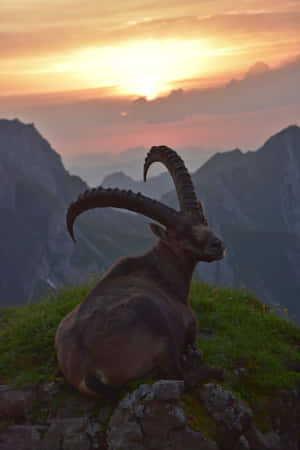 Alpine Ibex Sunset Silhouette Wallpaper