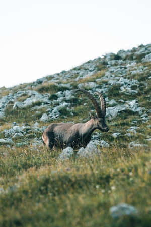 Alpine Ibexin Mountain Habitat.jpg Wallpaper