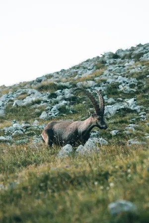 Alpine Ibexin Mountain Habitat.jpg Wallpaper