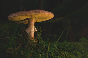 Amanita Mushroom Wallpaper