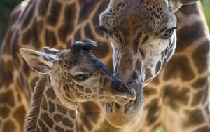 Amazing Brown Baby Giraffe Wallpaper