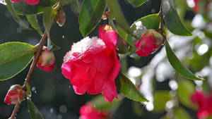 Amazing Camellia Sasanqua Wallpaper