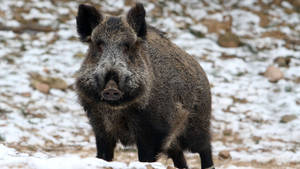 Amazing Carpathian Wild Boar Wallpaper