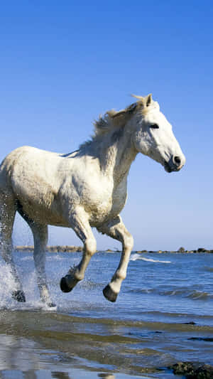 Amazing Free Gallop Of Beautiful Horse Against Dramatic Sky Wallpaper