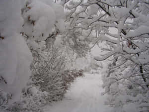 Amazing Image Of The Trees Covered By Thick Snow Wallpaper
