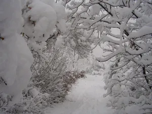 Amazing Image Of The Trees Covered By Thick Snow Wallpaper