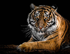 Amazing Portrait Big Tiger Hd Wallpaper