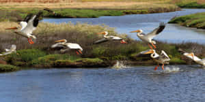 Amazing View Of A Beautiful California Island Wallpaper