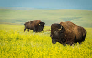 American Bisonin Grassy Field Wallpaper