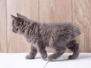 American Bobtail In A Lush Forest Wallpaper