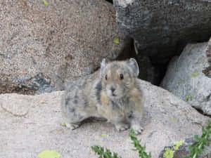 American Pika On Rocky Terrain.jpg Wallpaper