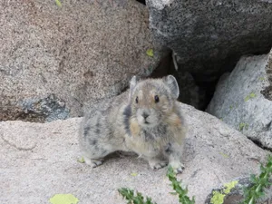 American Pika On Rocky Terrain.jpg Wallpaper