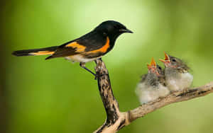 American Redstart Feeding Chicks Wallpaper