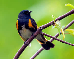 American Redstart Perchedon Branch Wallpaper