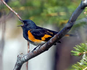 American Redstart Singingon Branch.jpg Wallpaper