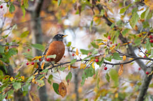 American Robin Perchedin Autumn Wallpaper