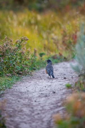 American Robinon Path.jpg Wallpaper