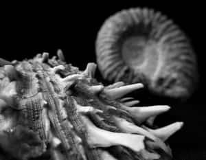 Ammonite Fossil Black Background Wallpaper