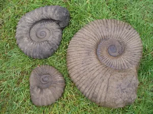 Ammonite Fossilson Grass Wallpaper