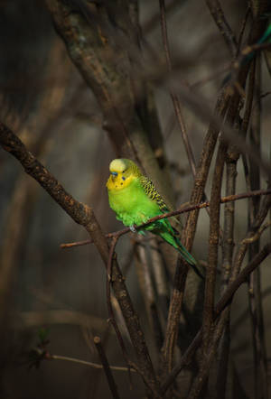 Among Branches Green Parrot Hd Wallpaper