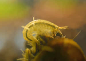 Amphipod Close Up Photography Wallpaper