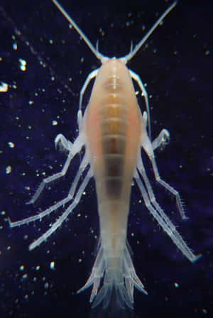 Amphipod Close Up Underwater Wallpaper