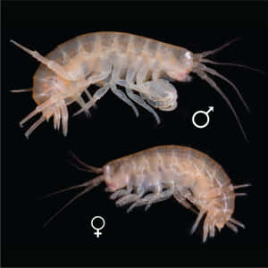 Amphipod Specimens Maleand Female Wallpaper