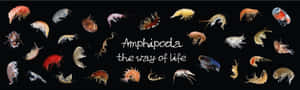 Amphipoda Diversity Showcase Wallpaper
