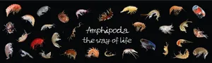 Amphipoda Diversity Showcase Wallpaper